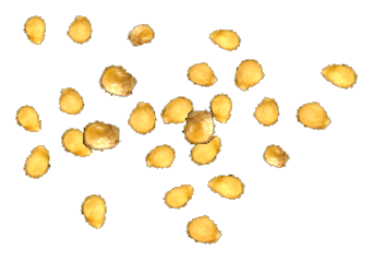 Tomato Seeds.png